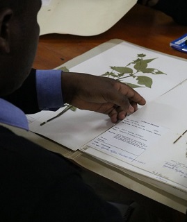 herbarium