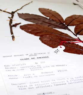 herbarium